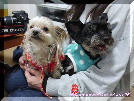 犬太君