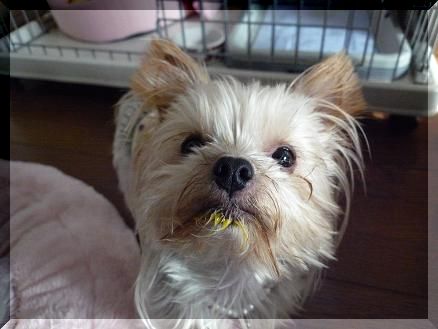 かぼちゃプリン