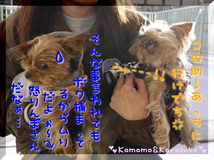 シャーー!!!