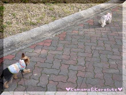 お散歩再開