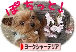 ぽちっと！