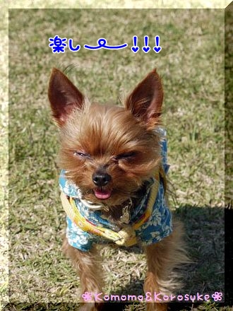 楽しい