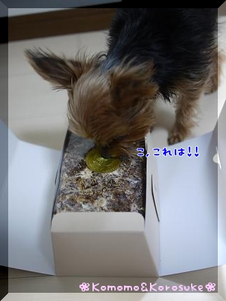 これはっ！