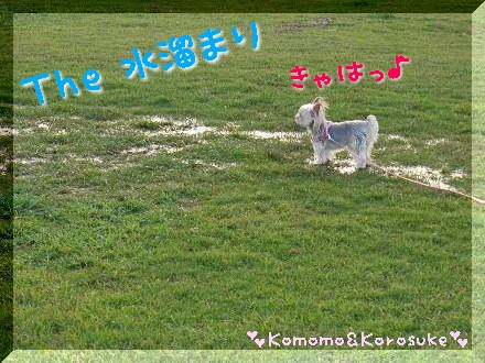Ｔｈｅ 水溜まり