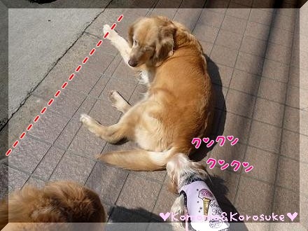 クンクン