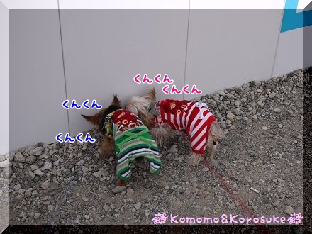 くんくん