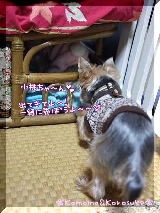 出てきて～