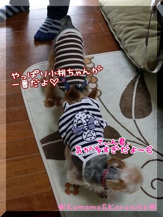 クンクン