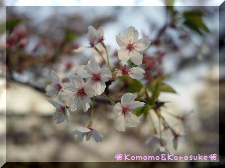 葉桜