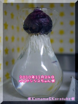 ヒヤシンス