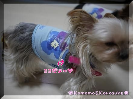 お散歩準備