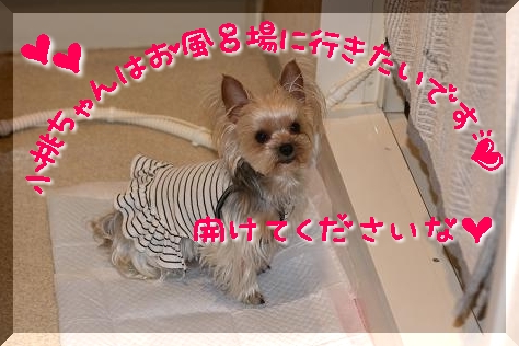 きゅんきゅん