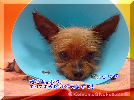 元気です