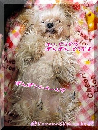 ぽんぽこり～ん