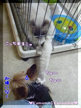 猫さん