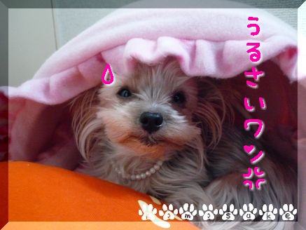 めいわくワン