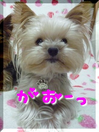 がおー