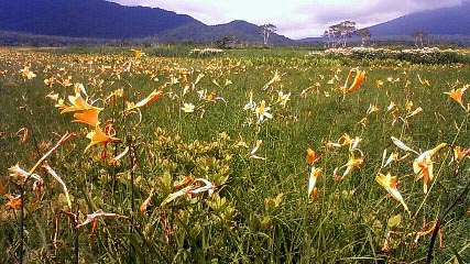 尾瀬ヶ原ニッコウキスゲ(携帯)