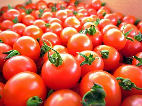 ナカセ農園 ミニトマト 10050701