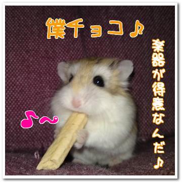 チョコ.jpg
