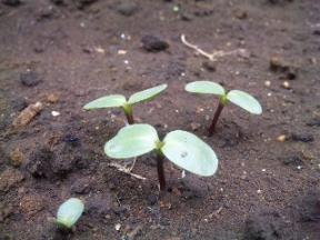 2011-05　ひまわり