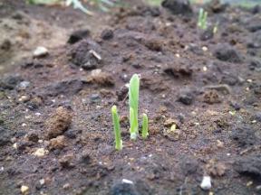 2011-05　とうもろこし