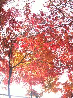 2010紅葉☆彡