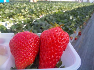 右：あきひめ　左：やよいひめ