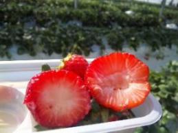 中の色みが違いますね～