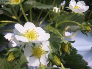 苺のお花と、小さな実(^_^)