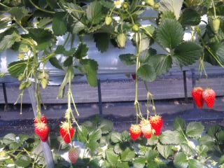 可愛く生っていますね♪