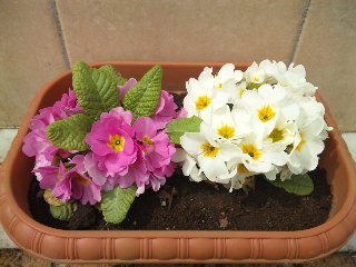 2011-03-24 ジュリアン