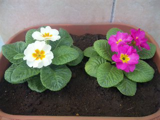 ジュリアン・2010.11