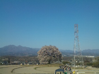 2011-04-12　山梨・ワニ塚の桜