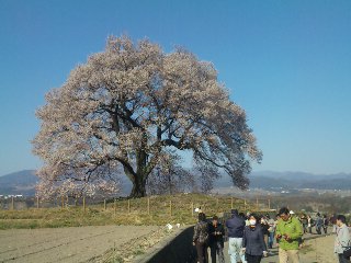 2011-04-12　山梨・ワニ塚の桜