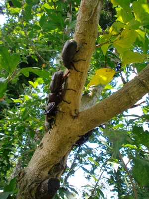 カブトムシその１