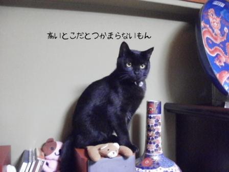最近高いとこがすき