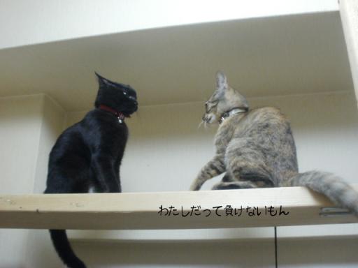 携帯画像 682.jpg