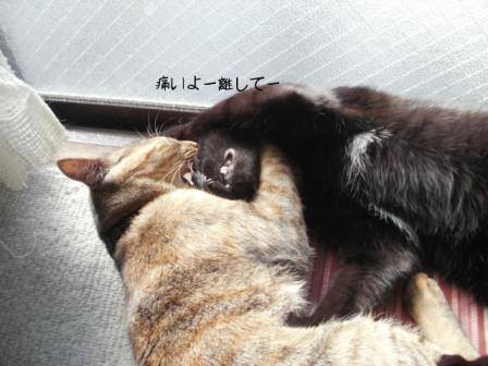 chi-totama 052.jpg