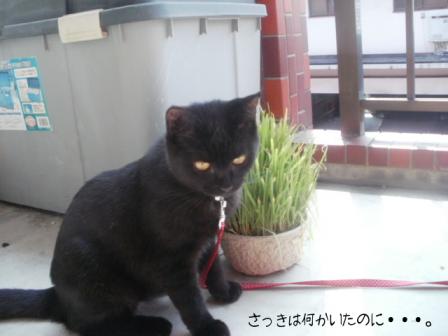 あれ～？いなくなった～。