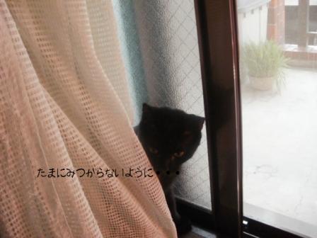 隠れてるつもり・・・