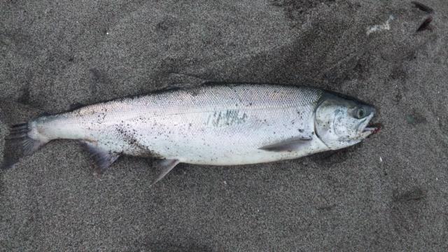 北海道右側魚釣り日記