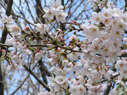 神社公園桜1