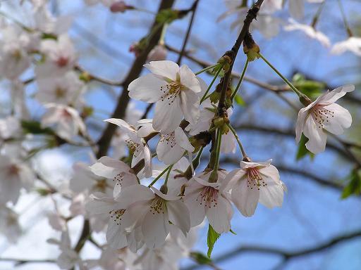 神社公園桜2