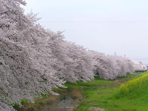 川沿桜1