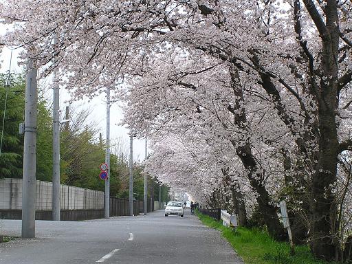 川沿桜2