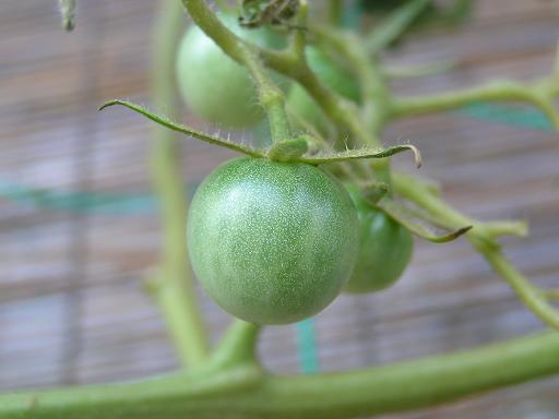 10月のベランダ菜園 07.JPG