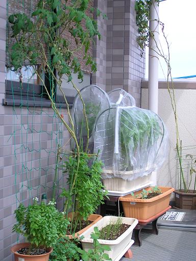 10月のベランダ菜園 08.JPG