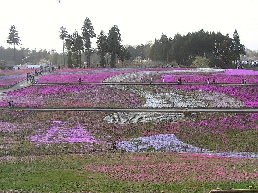 秩父10芝桜a.jpg