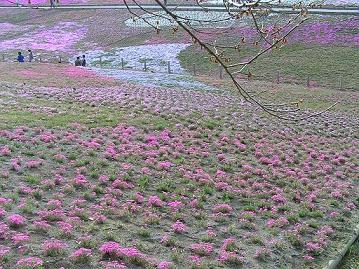 秩父12芝桜c.jpg